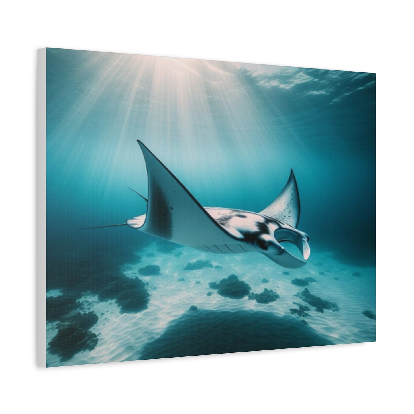 Manta Ray Canvas