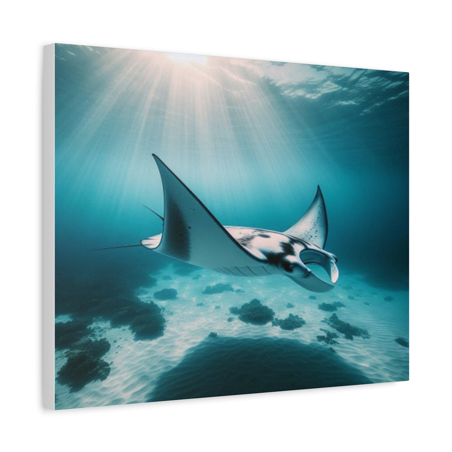 Manta Ray Canvas