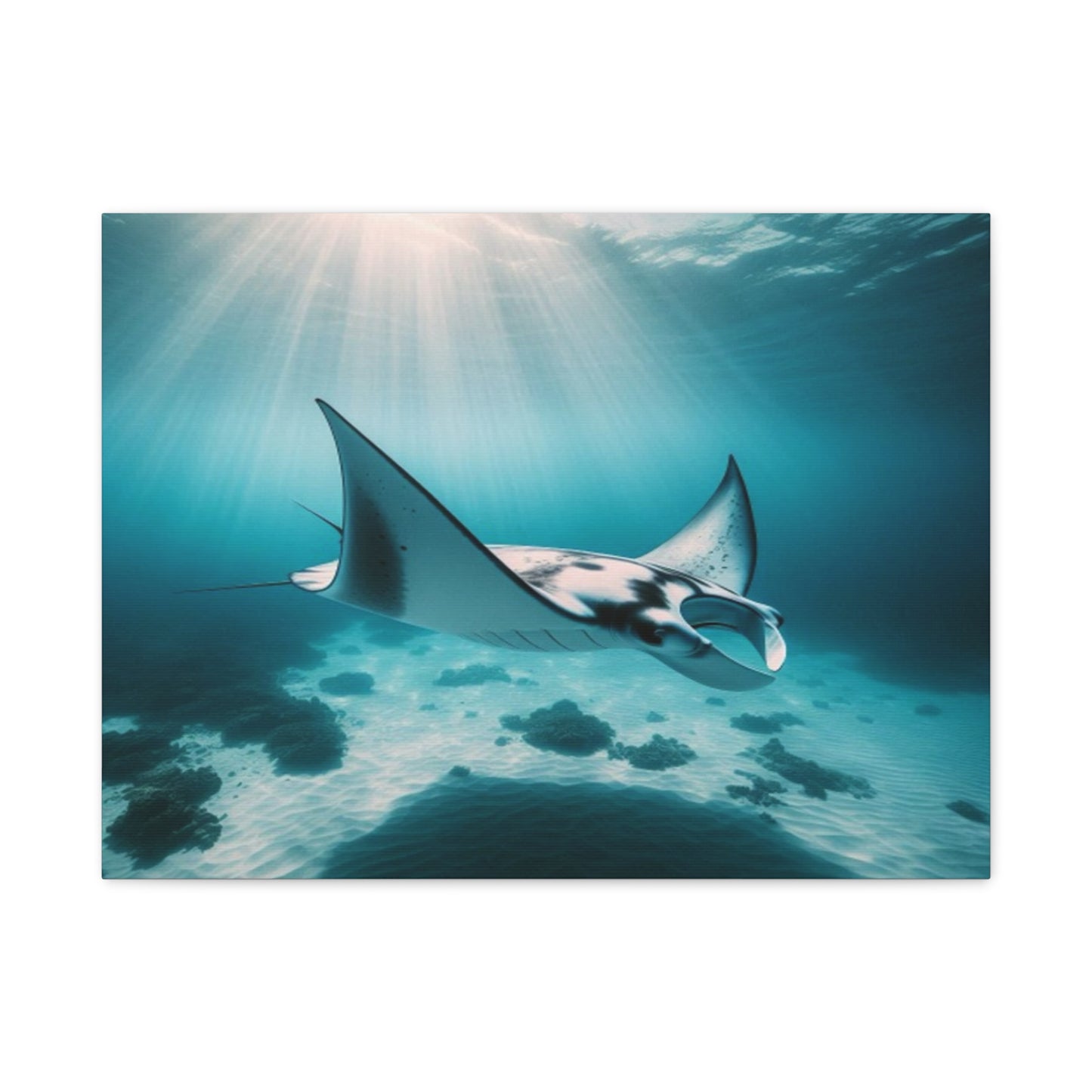 Manta Ray Canvas