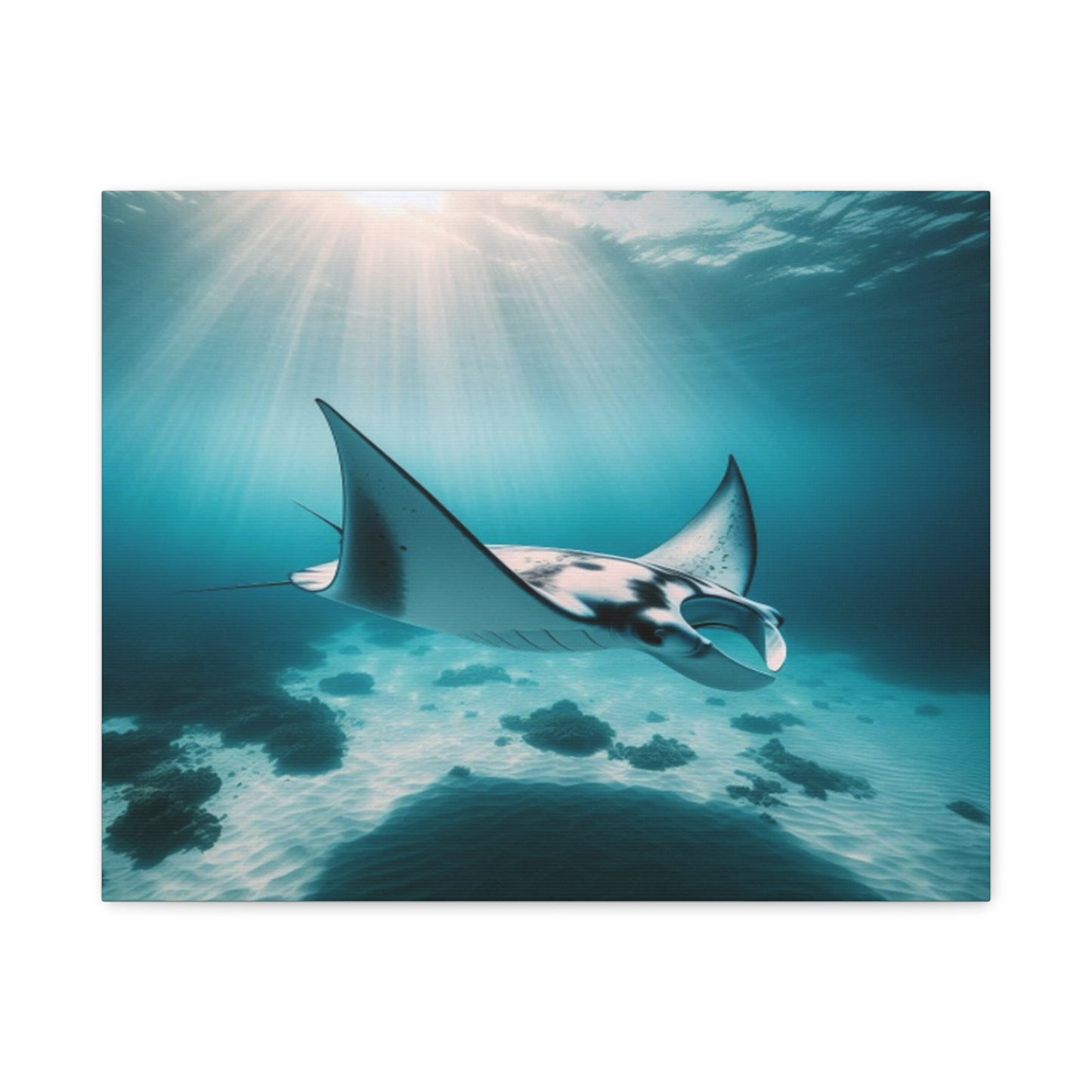 Manta Ray Canvas